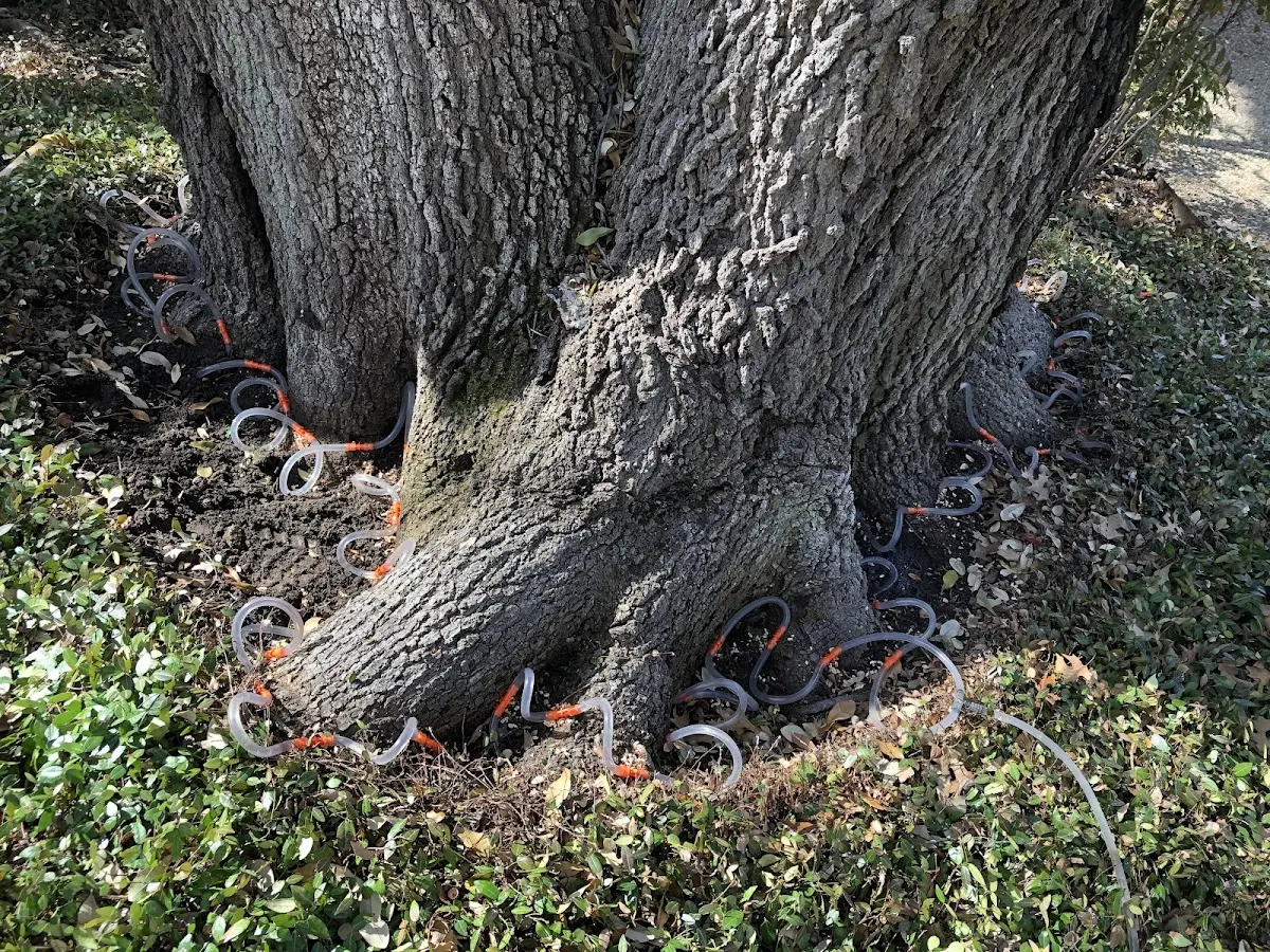Detailed Tree Cabling and Bracing job site in Panorama City